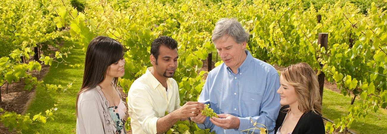 Tour of the Week: Wine and Food Lover’s Barossa Valley Tour $139