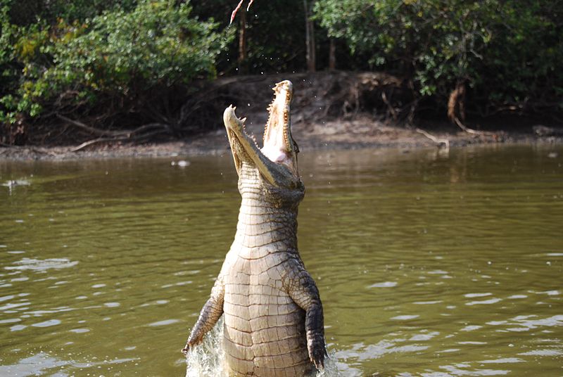 Tour of the Week: Darwin Jumping Crocodile Tour