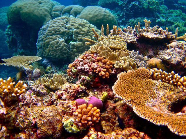 Tour Of The Week – 1 Day Great Barrier Reef Tour