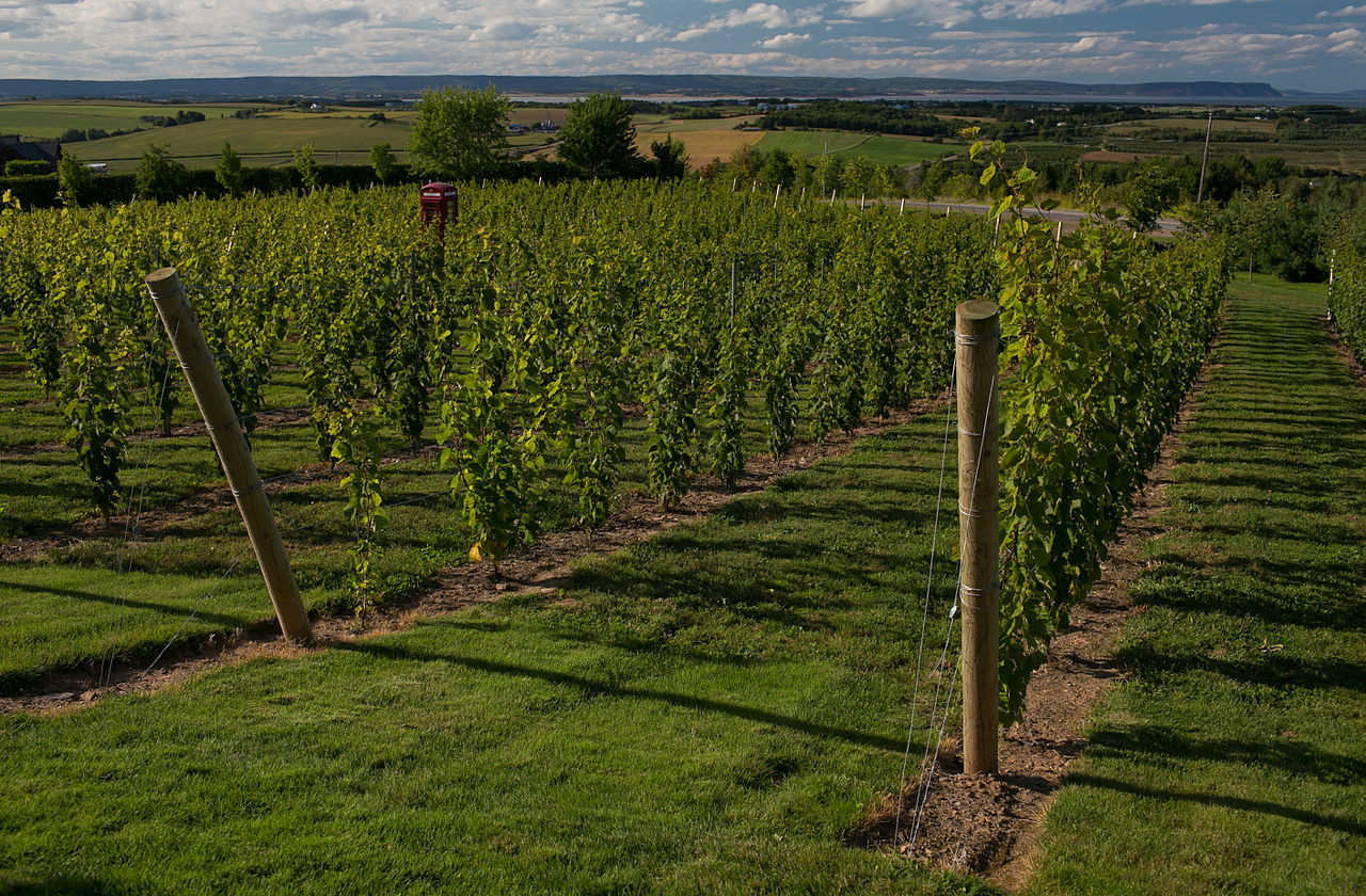 1 Day Hunter Valley Wine Tour from Sydney