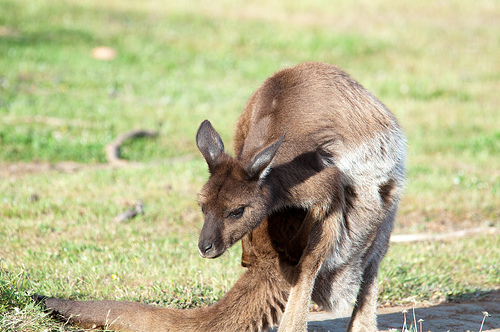 Kangaroo